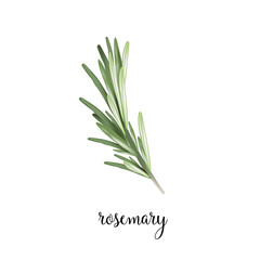 Rosemary branch vector illustration. Art Rosemary