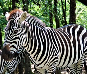 Naklejka premium zebre