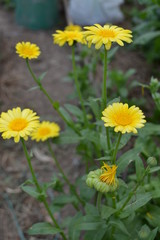 Calendula