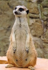 suricate