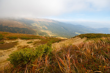 Multicolored grass and fog in the mountains. Carpathians