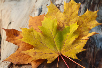 Naklejka na ściany i meble Yellow autumn leaves on a wooden surface close-up
