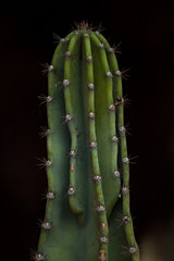 Cactus against black background.