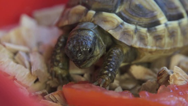 Tortoise Eat Tomato
