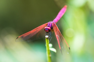 Dragonfly: Crimson Dropwing