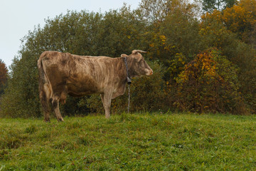 Cow and a bell graze in a meadow. Animals