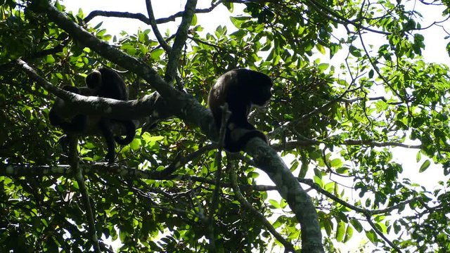 Howler monkeys sitting in a tree at the Mombacho Volcano Nature Reserve in Nicaragua