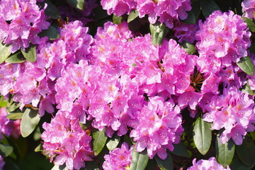 Rhododendronbluete