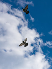 flock of pigeons flying