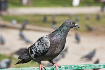 Obraz premium Gray dove in the park