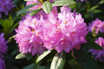 Rhododendronbluete