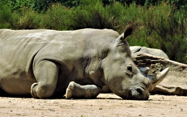 Obraz premium rhino