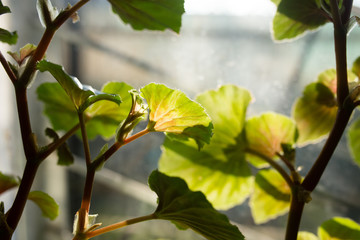 Leaves of a house plant on a window