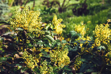 Green bush with yellow flowers