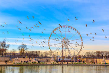 PARIS, FRANCE - DECEMBER 9, 2014: People hang out by pool in front of The giant Ferris Wheel (Grande Roue) is set up on Place de la Concorde sunny day at Jardin des Tuileries & Flocks of flying birds - obrazy, fototapety, plakaty