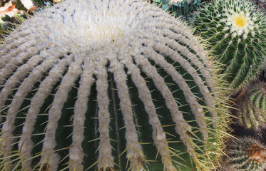 Group of various ornamental cacti