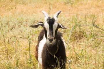 Black and white goat stands on the dry yellow meadow