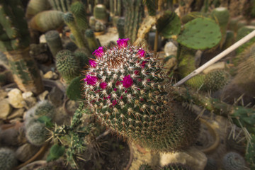 Group of various ornamental cacti