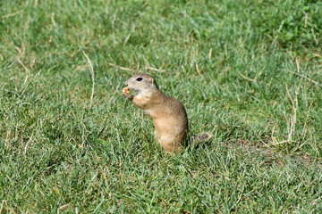 Squirrel lurking and  eating in the grass