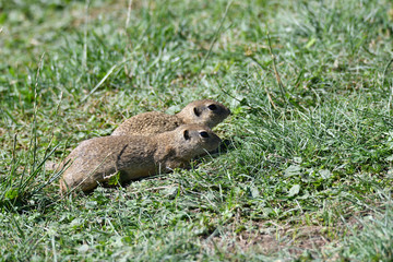 Squirrel lurking and  eating in the grass