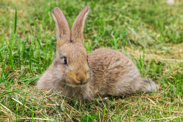 young gray rabbit on green grass