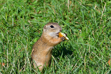 Naklejka na ściany i meble Squirrel lurking and eating in the grass
