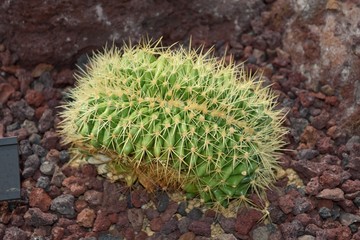 サボテン エキノカクタス金鯱綴化 Echinocactus grusonii f. crist