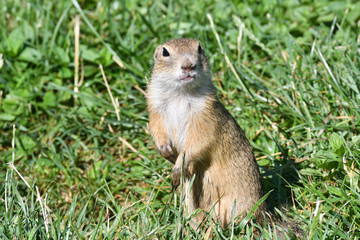 Squirrel lurking and  eating in the grass