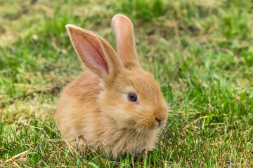 Fototapeta premium red rabbit on green grass