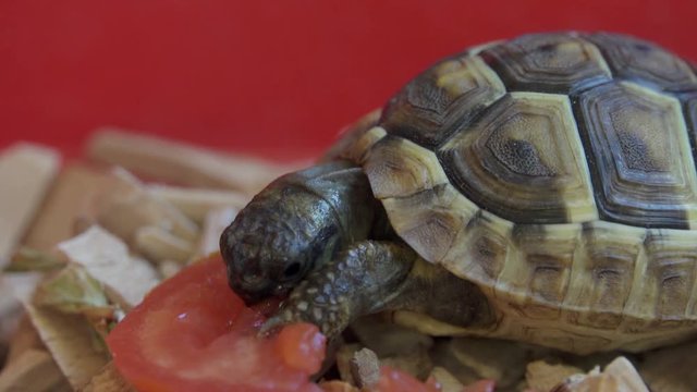 Tortoise Eat Tomato