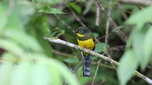 Sumatran trogon (Apalharpactes mackloti) in Sumatra,Indonesia
