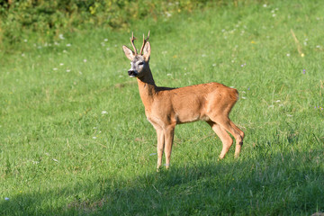 Roe deer with antlers macro on the meadow