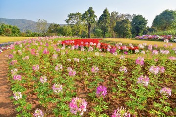 Beautiful Flowers Blooming at Queen Sirikit Botanic Garden