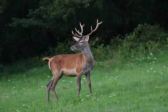 deer stag  grazing on the meadow 