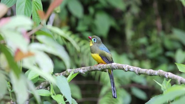 Sumatran trogon (Apalharpactes mackloti) in Sumatra,Indonesia
