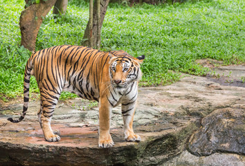 Fototapeta na wymiar tiger standing relaxation in nature