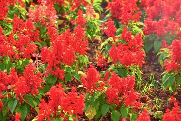 Naklejka na ściany i meble Red Flowers Blooming in a Garden