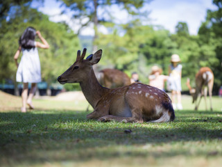 Deer in a summer park with kids in background 