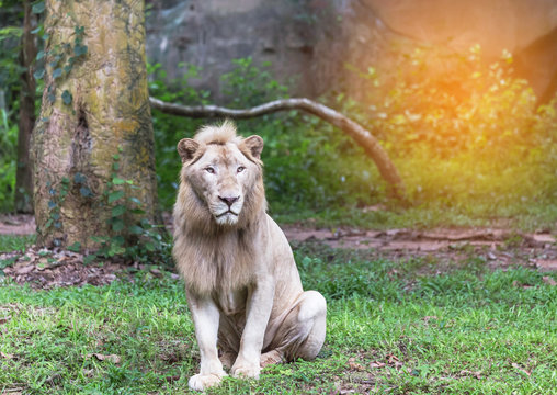  Male white lions sitting relaxation in natural