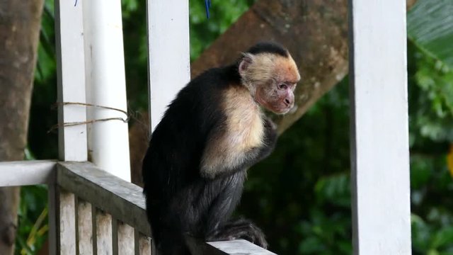 Itchy Capuchin monkey with a bad skin climing up a balcony of a building in the forest of Montezuma Costa Rica