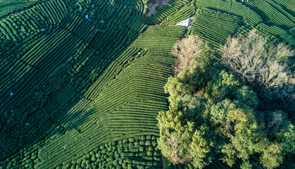 Aerial view of Chinese tea plantation