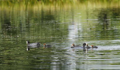 Family of coots with chicks feeding on a lake