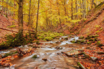 autumn stream in the forest, gold autumn European landscape