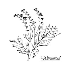 Absinthe ingredients. Fresh grand wormwood (Artemisia absinthium). Hand draw