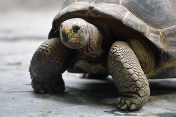 Fototapeta premium Aldabra giant tortoise