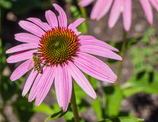 Echinacea, purple cone flower, with bee collecting pollen
