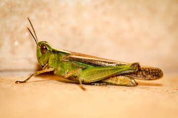 Grashüpfer, Heupferd, Insekt, Natur