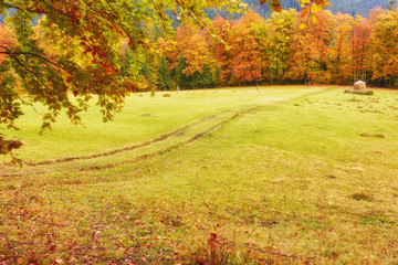 Naklejka premium Pathway through the autumn forest
