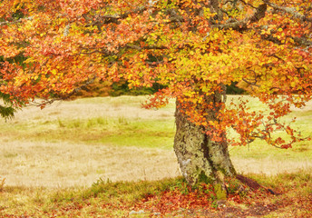 Autumn tree with yellow fall leaves