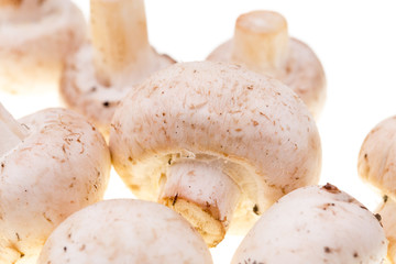 Mushrooms champignons on a white background